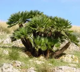 Chamaerops humilis Dwarf fan palm (Sent in 9cm pot)